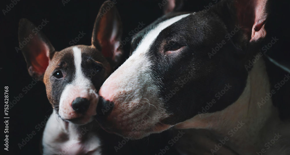 Bull Terrier dog mother nuzzling her puppy baby dog cute portrait
