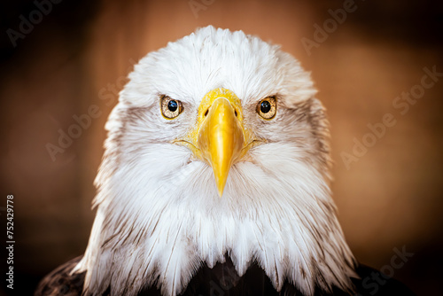 Close-Up of curious North American Bald Eagle