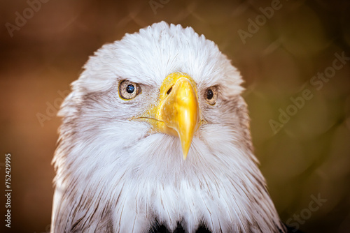 Close-Up of curious North American Bald Eagle