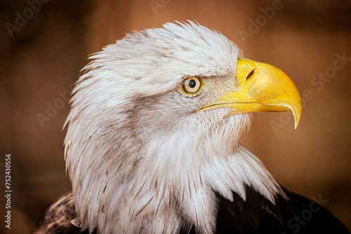 Close-Up of curious North American Bald Eagle