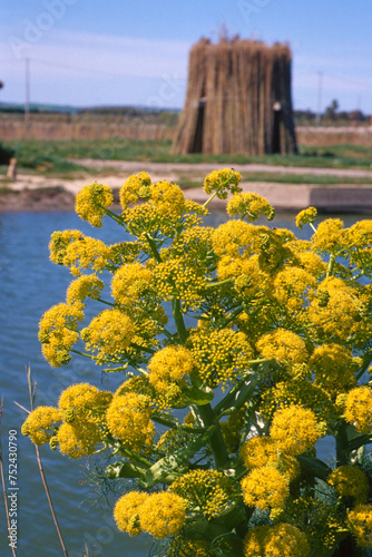 Canal in the Cabras pond and ferula plant. Sinis, Oristano, Sardinia, Italy photo