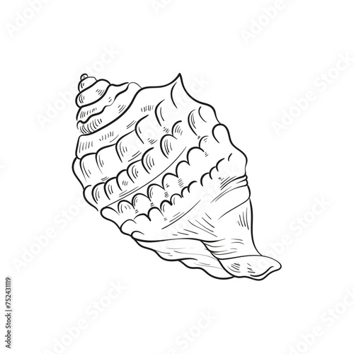 Hand-drawn, engraved line illustrations of realistic mollusk shells in various forms. Perfect for marine-themed designs. Black and white sketches on a navy peony background, including starfish.