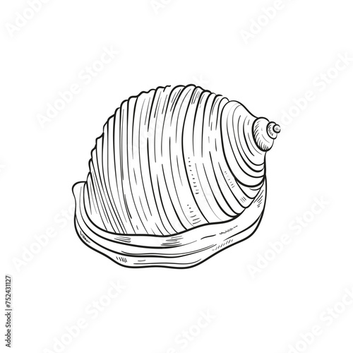 Hand-drawn, engraved line illustrations of realistic mollusk shells in various forms. Perfect for marine-themed designs. Black and white sketches on a navy peony background, including starfish.