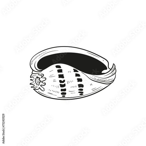 Hand-drawn, engraved line illustrations of realistic mollusk shells in various forms. Perfect for marine-themed designs. Black and white sketches on a navy peony background, including starfish.