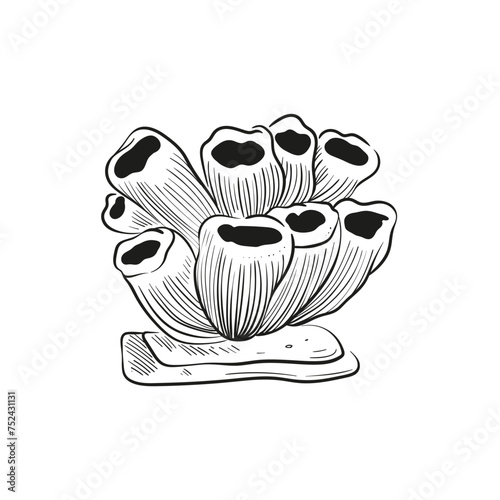 Hand-drawn, engraved line illustrations of realistic mollusk shells in various forms. Perfect for marine-themed designs. Black and white sketches on a navy peony background, including starfish.