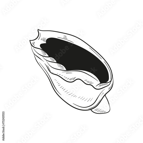 Hand-drawn, engraved line illustrations of realistic mollusk shells in various forms. Perfect for marine-themed designs. Black and white sketches on a navy peony background, including starfish.