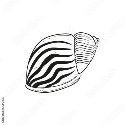 Hand-drawn, engraved line illustrations of realistic mollusk shells in various forms. Perfect for marine-themed designs. Black and white sketches on a navy peony background, including starfish.