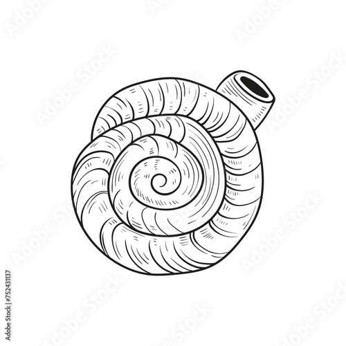 Hand-drawn, engraved line illustrations of realistic mollusk shells in various forms. Perfect for marine-themed designs. Black and white sketches on a navy peony background, including starfish.