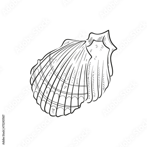 Hand-drawn, engraved line illustrations of realistic mollusk shells in various forms. Perfect for marine-themed designs. Black and white sketches on a navy peony background, including starfish.