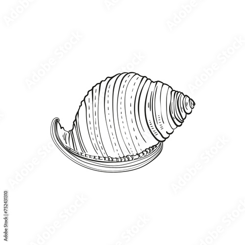 Hand-drawn, engraved line illustrations of realistic mollusk shells in various forms. Perfect for marine-themed designs. Black and white sketches on a navy peony background, including starfish.