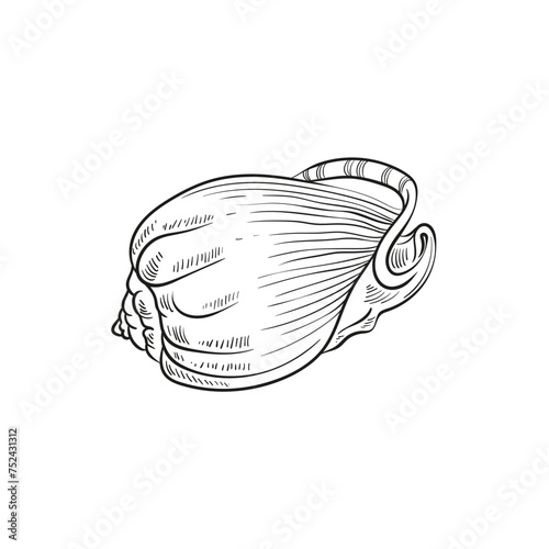 Hand-drawn, engraved line illustrations of realistic mollusk shells in various forms. Perfect for marine-themed designs. Black and white sketches on a navy peony background, including starfish.
