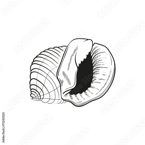 Hand-drawn, engraved line illustrations of realistic mollusk shells in various forms. Perfect for marine-themed designs. Black and white sketches on a navy peony background, including starfish.