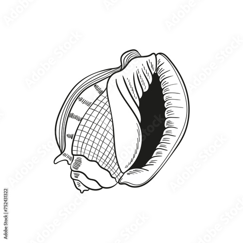 Hand-drawn, engraved line illustrations of realistic mollusk shells in various forms. Perfect for marine-themed designs. Black and white sketches on a navy peony background, including starfish.