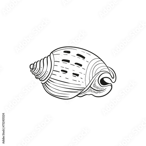 Hand-drawn, engraved line illustrations of realistic mollusk shells in various forms. Perfect for marine-themed designs. Black and white sketches on a navy peony background, including starfish.