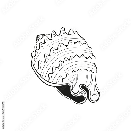 Hand-drawn, engraved line illustrations of realistic mollusk shells in various forms. Perfect for marine-themed designs. Black and white sketches on a navy peony background, including starfish.