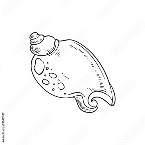 Hand-drawn, engraved line illustrations of realistic mollusk shells in various forms. Perfect for marine-themed designs. Black and white sketches on a navy peony background, including starfish.