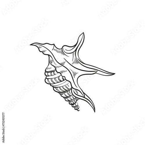 Hand-drawn, engraved line illustrations of realistic mollusk shells in various forms. Perfect for marine-themed designs. Black and white sketches on a navy peony background, including starfish.