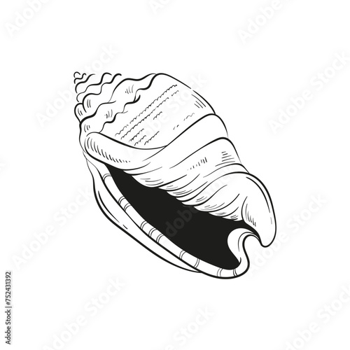 Hand-drawn, engraved line illustrations of realistic mollusk shells in various forms. Perfect for marine-themed designs. Black and white sketches on a navy peony background, including starfish.