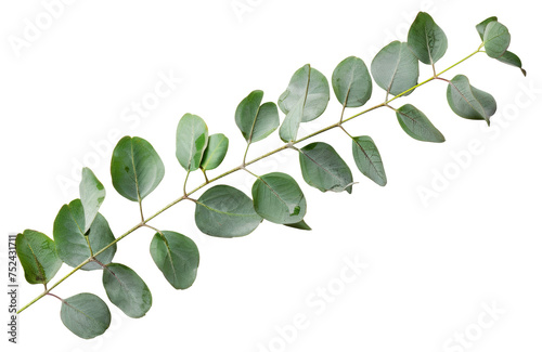 Green eucalyptus branch with leaves on transparent background - stock png.