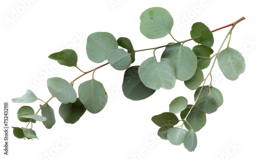 Green eucalyptus branch with leaves on transparent background - stock png.