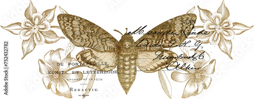 Billede på lærred Vintage Golden Moth with Flower Illustrations and Old Cursive Handwriting in the