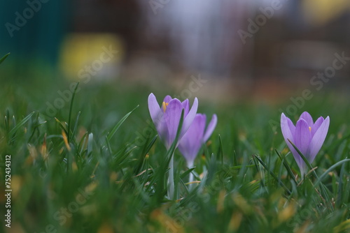 Group of crocuses in spring in the city park