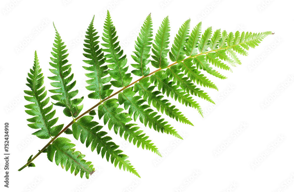 Green fern leaf isolated on black background on transparent background - stock png. Green fern leaf isolated on black background on transparent background - stock png.