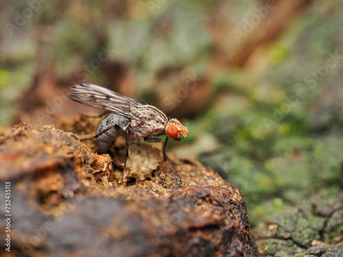 Fly on a tree