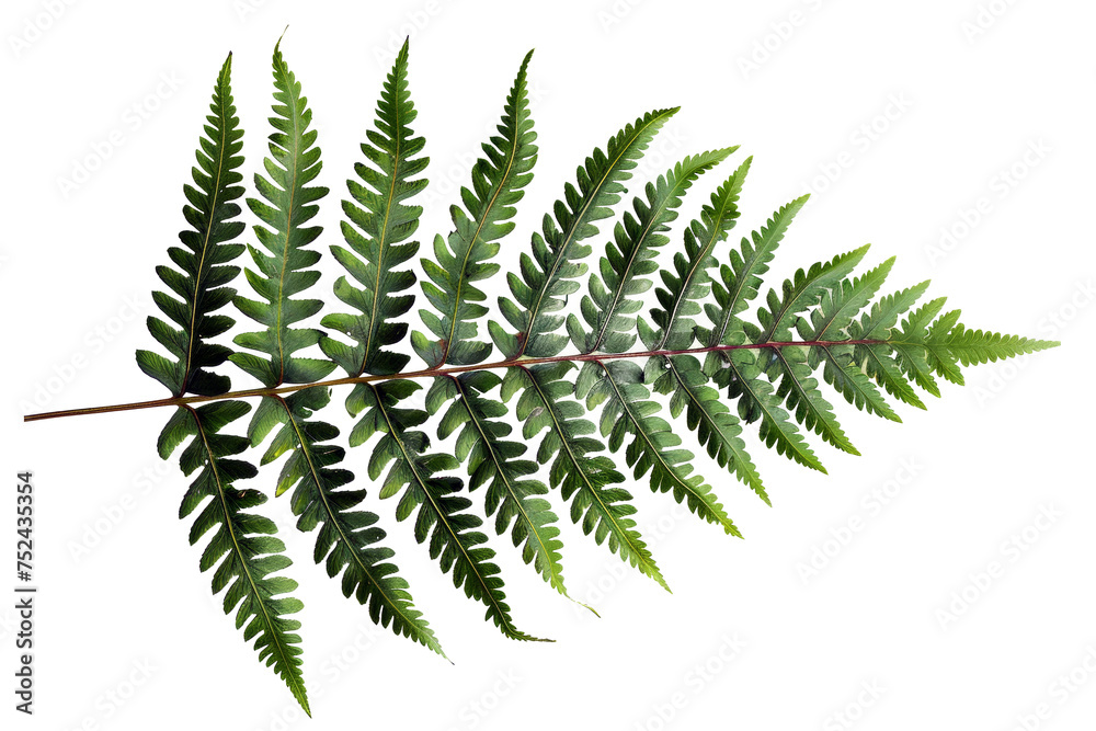 Green fern leaf isolated on black background on transparent background - stock png.