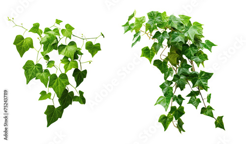collection of green leaves of an Ivy plant bush isolated on transparent background, png, image compositing footage, alpha channel, forest, nature, jungle, tropical photo