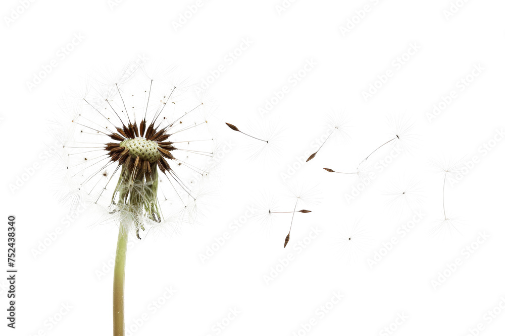 Dandelion with seeds blowing away on transparent background - stock png. Dandelion with seeds blowing away on transparent background - stock png.