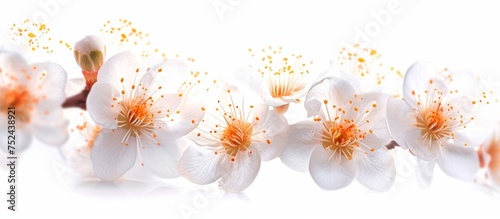 Elegant white flowers blooming on a clean and serene white background