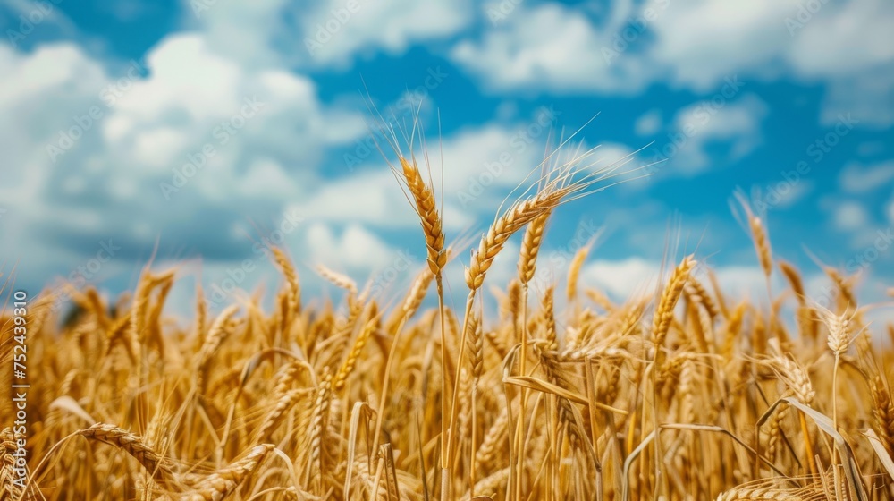 Wheat field under a blue sky, epitomizing agriculture, growth, and food production, ideal for farming and rural scenes.