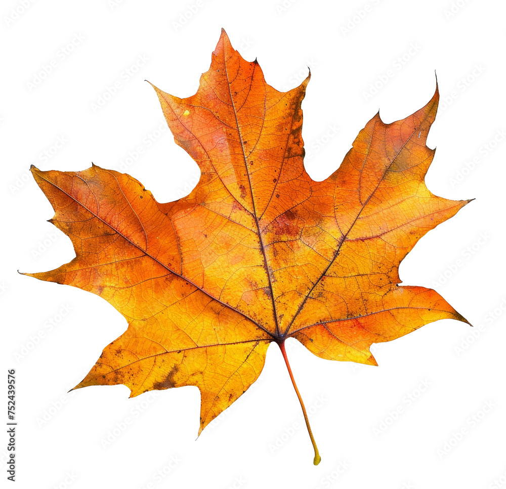 Orange autumn maple leaf on transparent background - stock png. Orange autumn maple leaf on transparent background - stock png.