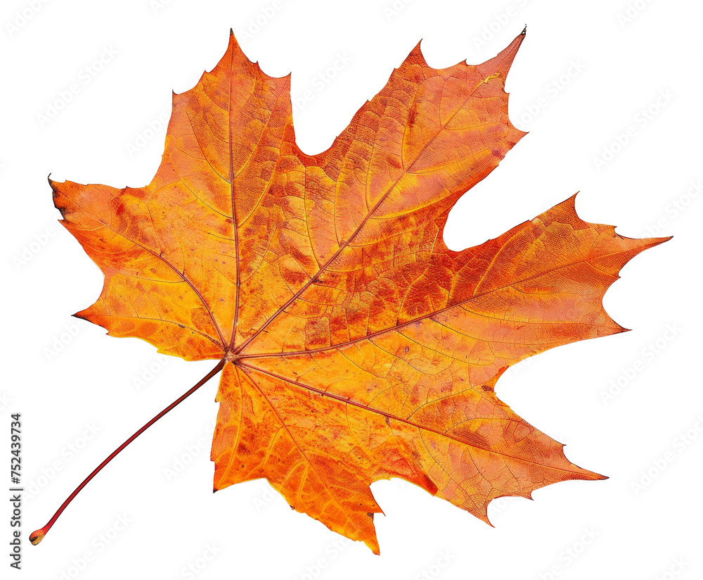 Orange autumn maple leaf on transparent background - stock png.