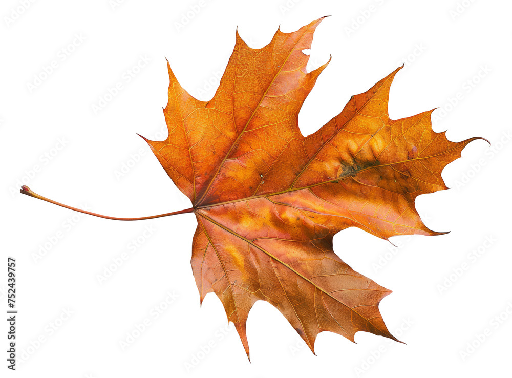 Obraz premium Orange autumn maple leaf on transparent background - stock png.