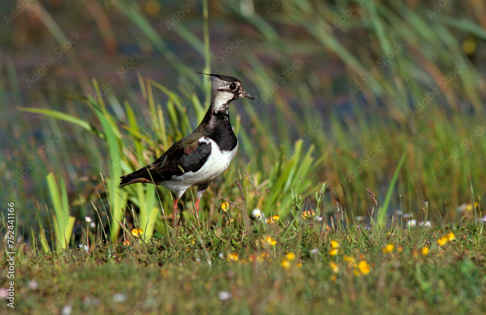Vanneau huppé,.Vanellus vanellus, Northern Lapwing Vanneau huppé,.Vanellus vanellus, Northern Lapwing