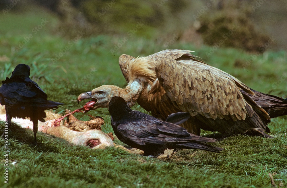 Obraz premium Vautour fauve,.Gyps fulvus, Griffon Vulture, Grand Corbeau,.Corvus corax, Northern Raven, Pyrénées Atlantiques