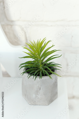Green houseplant from aloy vera family, planted in a gray vase photo