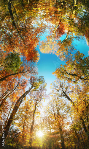 Gorgeous canopy vertical panorama. Treetops in a colorful forest in autumn with the sun framing the blue sky, super wide angle