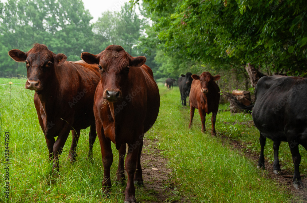 A heard of cows on a pasture together in the summer.