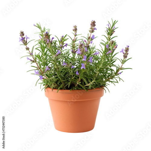 Flowering rosemary in a clay pot. Isolated on transparent background.
