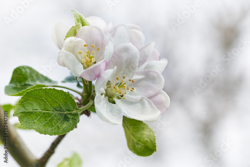 Apple tree blossom close-up. White apple flower on natural white background.