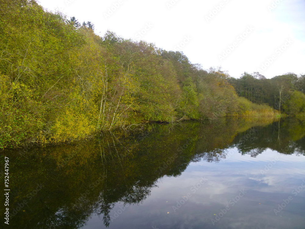 lakeside forest