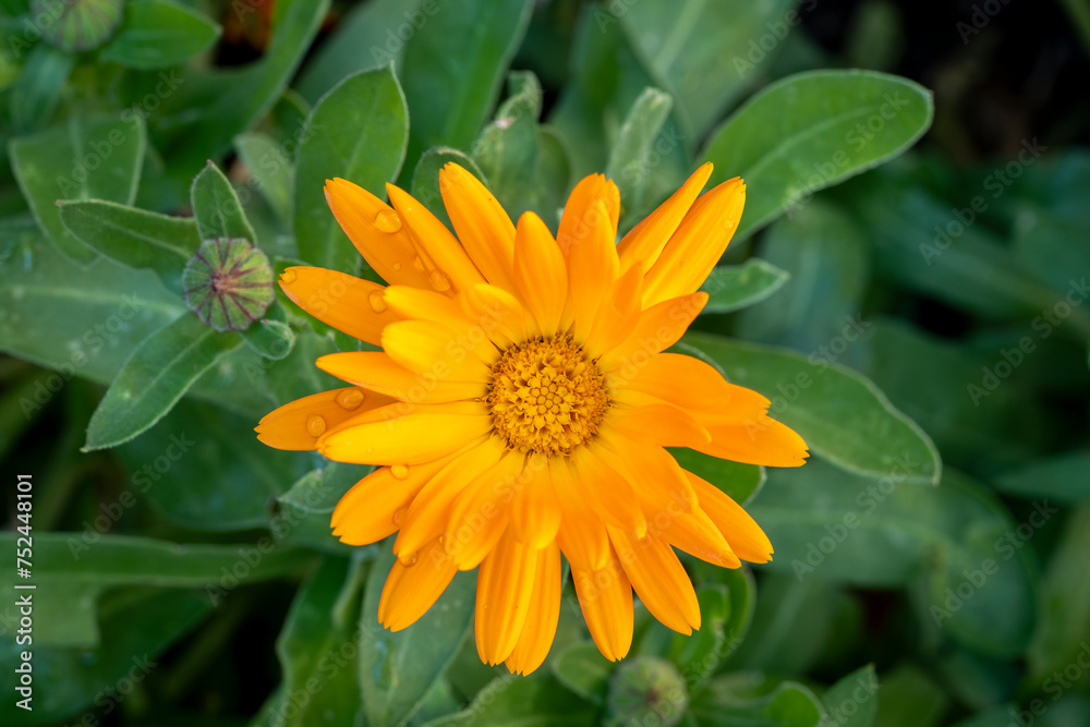 selective focus of an common marigold flower (Calendula officinalis) with blurred background selective focus of an common marigold flower (Calendula officinalis) with blurred background