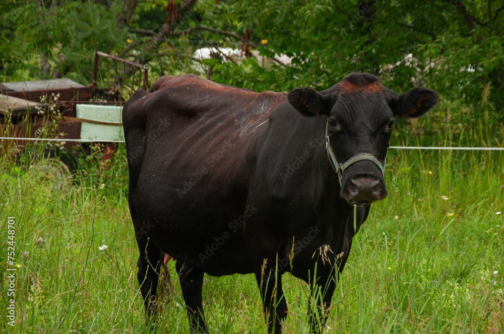 A black cow grazing on a field in the summer. Electrical Fence surrounds the cow on a farm