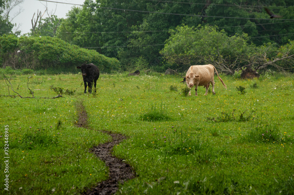 A heard of cows on a pasture together in the summer.