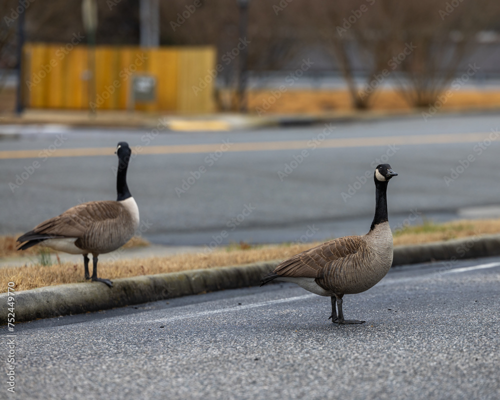 Fototapeta premium Geese
