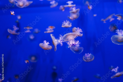 underwater photos of Mediterranean jellyfish, Cotylorhiza tuberculata © Minakryn Ruslan 