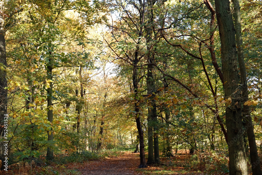 Forrest, Autumn, Netherlands, De Bilt,magic, colorful, woods, trees, sunlight.
